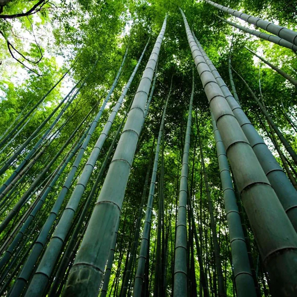 Material de bambú: el futuro del empaque verde y sostenible